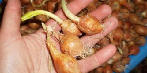 Šta učiniti ako luk počne nicati u proljeće